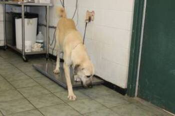 Rescue Anatolian Shepherd and Mixed Breed Dogs for Adoption in Weatherford, Texas - Golden | PetCurious