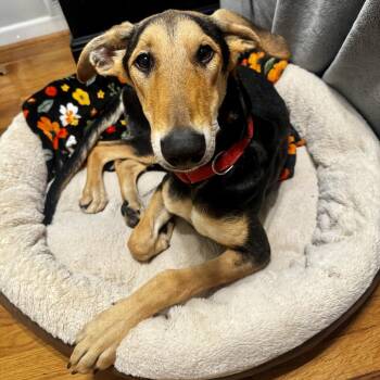 Aardvark -  Collie and Hound Dog for Adoption in Richmond, Virginia - Aardvark | PetCurious