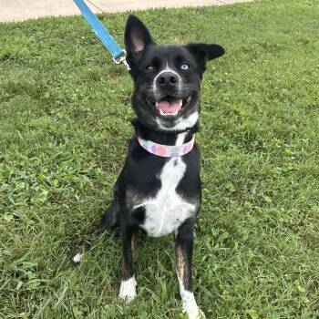 Ella -  Australian Shepherd and Black Labrador Retriever Dog for Adoption in Franklin, Tennessee - Ella | PetCurious