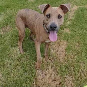 Rocky -  Mountain Cur and Carolina Dog Dog for Adoption in Seguin, Texas - Rocky | PetCurious