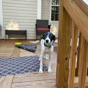 Busy -  Greyhound and Mixed Breed Dog for Adoption in Raleigh, North Carolina - Busy | PetCurious