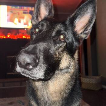 Titan (Benefactor Dog) -  German Shepherd Dog Dog for Adoption in New Orleans, Louisiana - Titan (Benefactor Dog) | PetCurious