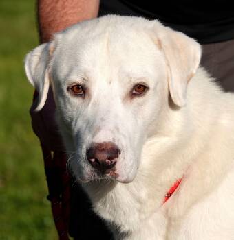 Rescue Anatolian Shepherd Dogs for Adoption in Millfield, Ohio - Fred | PetCurious