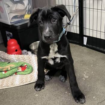 Ducky -  Cane Corso and Shepherd Dog for Adoption in Palm Springs, California - Ducky | PetCurious