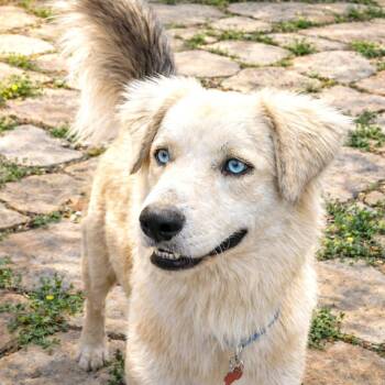 Golden Retriever Dogs Available for Adoption in Boerne, Texas - Randy Travis | PetCurious