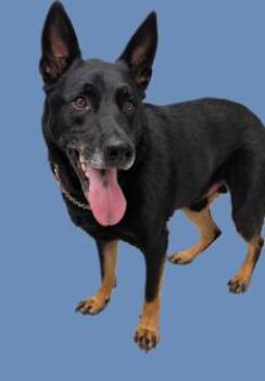 Sarge -  German Shepherd Dog Dog for Adoption in Chesapeake, Virginia - Sarge | PetCurious