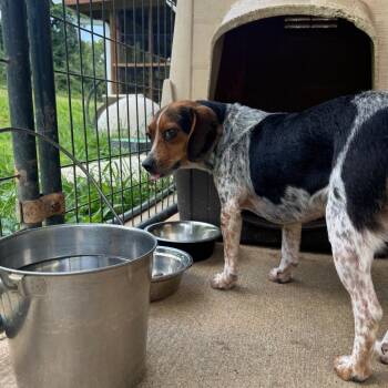 Tiny -  Beagle Dog for Adoption in Blairsville, Georgia - Tiny | PetCurious