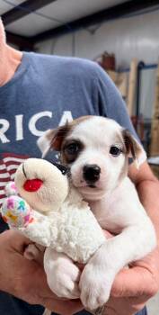 Boston Terrier Dogs Available for Adoption in Glocester, Rhode Island - Kiera | PetCurious