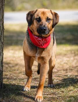 German Shepherd Dog Dogs Available for Adoption in Cheboygan, Michigan - Duke | PetCurious