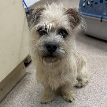 Barkley -  Terrier and Mixed Breed Dog for Adoption in Ardmore, Oklahoma - Barkley | PetCurious
