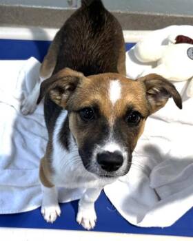 LUNA -  Treeing Walker Coonhound and Labrador Retriever Dog for Adoption in Dedham, Massachusetts - LUNA | PetCurious