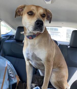Goldie -  Yellow Labrador Retriever Dog for Adoption in Bryan, Texas - Goldie | PetCurious