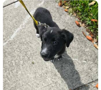 Border Collie and Labrador Retriever Dogs Available for Adoption in Orlando, Florida - Heidi ( Orlando Fl) | PetCurious