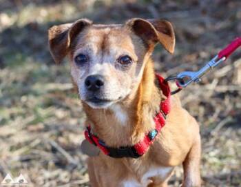 Mixed Breed Dogs Available for Adoption in Lowell, Massachusetts - Debbie | PetCurious