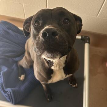 Pit Bull Terrier Dogs Available for Adoption in Reno, Nevada - Sadie | PetCurious