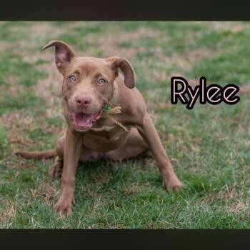 Pit Bull Terrier Dogs Available for Adoption in Philadelphia, Pennsylvania - Rylee | PetCurious