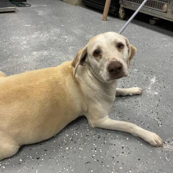 Eve -  Yellow Labrador Retriever and Mixed Breed Dog for Adoption in Saint Joseph, Missouri - Eve | PetCurious