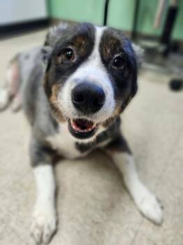 Blue -  Australian Shepherd Dog for Adoption in Fall River, Massachusetts - Blue | PetCurious