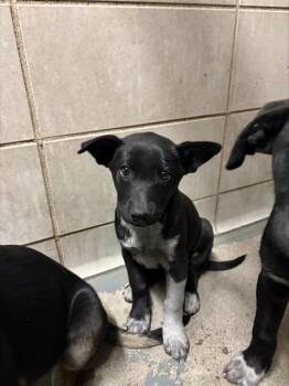 German Shepherd Dog and Mixed Breed Dogs Available for Adoption in Stockton, California - FEZ | PetCurious