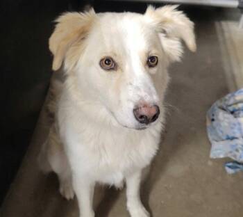 Loba -  Labrador Retriever and Terrier Dog for Adoption in Bloomfield, Connecticut - Loba | PetCurious