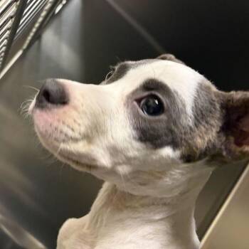 Garfunkel -  Mixed Breed Dog for Adoption in Asheville, North Carolina - Garfunkel | PetCurious
