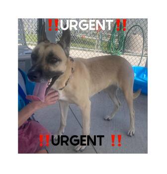 Rescue German Shepherd Dog Dogs for Adoption in Detroit, Michigan - Bria- URGENT FOSTER NEEDED!! | PetCurious