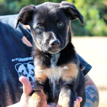 CT Baby -  German Shepherd Dog Dog for Adoption in Stormville, New York - CT Baby | PetCurious
