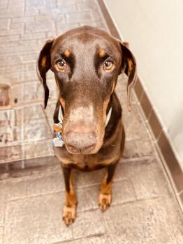 Beau Diddley -  Doberman Pinscher Dog for Adoption in Clinton, Pennsylvania - Beau Diddley | PetCurious