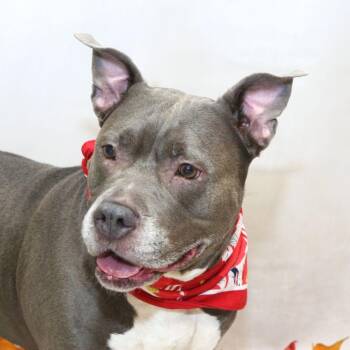 Poppy -  Terrier Dog for Adoption in Sanford, Florida - Poppy | PetCurious