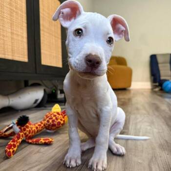 Pit Bull Terrier Dogs Available for Adoption in Fort Lauderdale, Florida - Astro | PetCurious