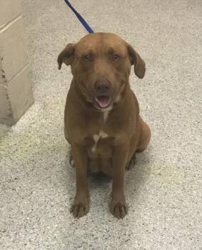 Labrador Retriever Dogs Available for Adoption in Conroe, Texas - A426818 | PetCurious