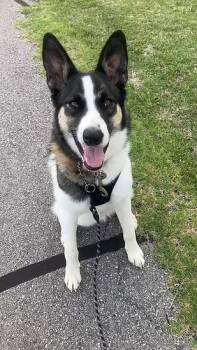 Husky Dogs Available for Adoption in Anna, Texas - Marshall | PetCurious