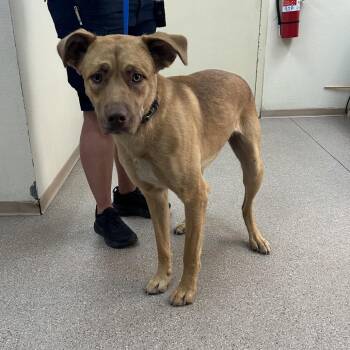 Colt -  Shepherd Dog for Adoption in Fallon, Nevada - Colt | PetCurious