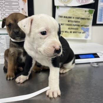 Rescue Labrador Retriever and Pit Bull Terrier Dogs for Adoption in Parrish, Alabama - Dottie | PetCurious