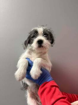 Skedaddle -  Mixed Breed Dog for Adoption in Wayne, New Jersey - Skedaddle | PetCurious