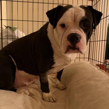 Lola -  American Bulldog and American Staffordshire Terrier Dog for Adoption in New York, New York - Lola | PetCurious