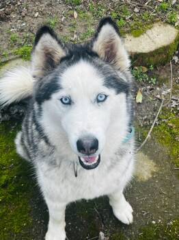 Husky Dogs Available for Adoption in Brierfield, Alabama - Ella- Blue Eyes  | PetCurious