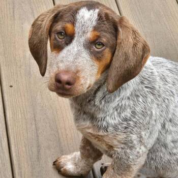 Sally Mae -  German Shorthaired Pointer Dog Available for Adoption in Fairfax Station, Virginia - Sally Mae | PetCurious