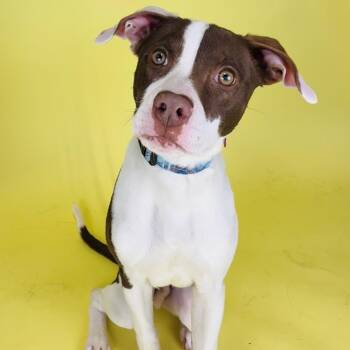 Mixed Breed Dogs Available for Adoption - Rudy | PetCurious