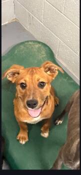 Labrador Retriever and Shepherd Dogs Available for Adoption in Kingman, Arizona - Raptor | PetCurious