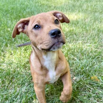 Chipper D11824 -  Hound and Labrador Retriever Dog for Adoption - Chipper D11824 | PetCurious