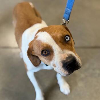Pit Bull Terrier and Mixed Breed Dogs Available for Adoption in Cody, Wyoming - Peanut | PetCurious