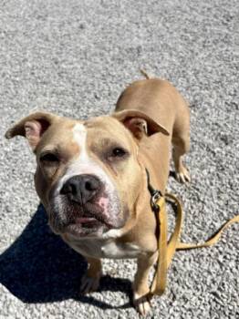 Mixed Breed Dogs Available for Adoption in Cincinnati, Ohio - Hawaiian Sweet Roll | PetCurious