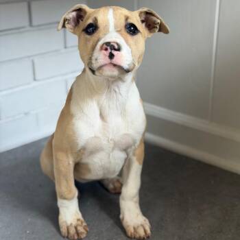 Pit Bull Terrier Dogs Available for Adoption - TUSC-Stray-83385_2_3 | PetCurious