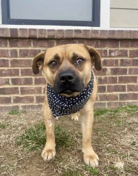 Rescue Mixed Breed and Pug Dogs for Adoption in Dickson, Tennessee - Red Bull | PetCurious