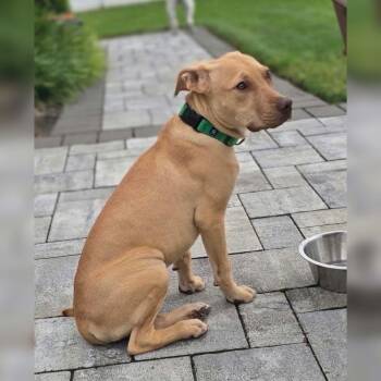 Humphrey -  Pit Bull Terrier and Hound Dog for Adoption in Levittown, New York - Humphrey | PetCurious