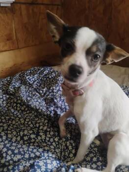 Chihuahua Dogs Available for Adoption - Lola | PetCurious