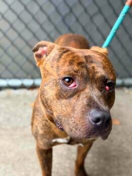 Donatello -  Pit Bull Terrier Dog for Adoption in Chicago, Illinois - Donatello | PetCurious
