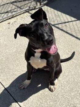 93719a Crocodile -  American Staffordshire Terrier and Mixed Breed Dog for Adoption in North Charleston, South Carolina - 93719a Crocodile | PetCurious