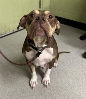 Rescue American Bulldog and Mixed Breed Dogs for Adoption in Indianapolis, Indiana - CHLOE | PetCurious